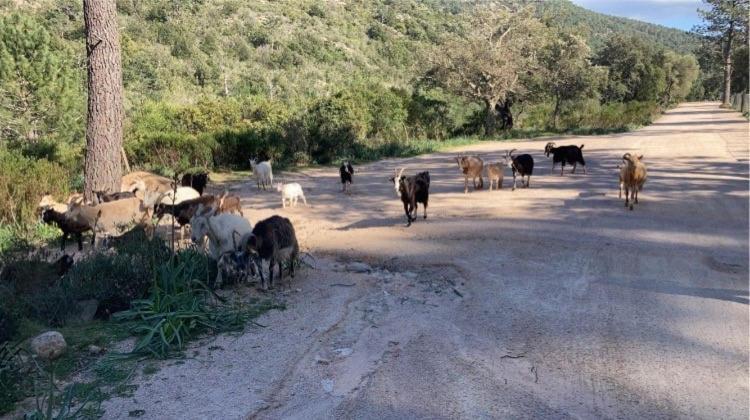 Villa Le Corail Rouge Corse Lecci Εξωτερικό φωτογραφία