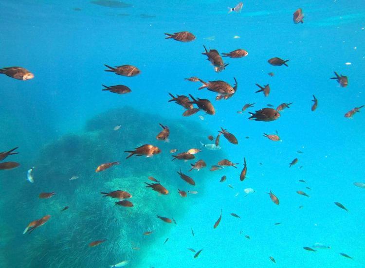 Villa Le Corail Rouge Corse Lecci Εξωτερικό φωτογραφία